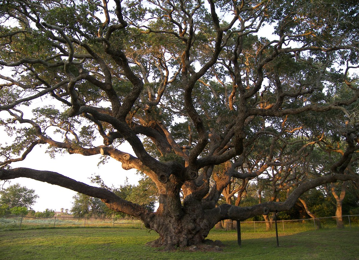 Live Oak, TX - The Big Tree, Rockport - Wikipedia