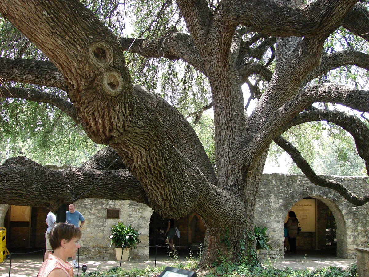 Live Oak, TX - Archivo:Texas Live Oak Quercus fusiformis.jpg - Wikipedia, la enciclopedia  libr